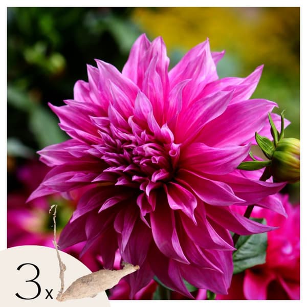 Dahlia-knolde - Sæt med 3 - Dahlia 'Café au lait Rosé' - Blomsterløg