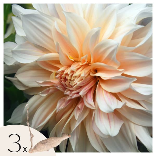 Dahlialökar - Sæt om 3 - Dahlia 'Cafe au Lait' - Blomlökar