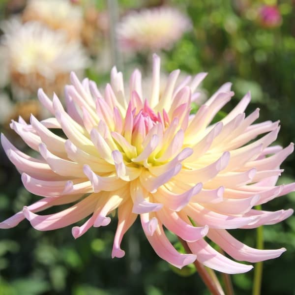 Dahlia-knolde - Sæt med 3 - Dahlia 'Cabanna Banana' - Blomsterløg