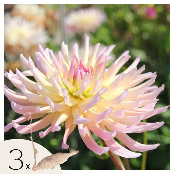 Dahlialökar - Sæt om 3 - Dahlia 'Cabanna Banana' - Blomlökar