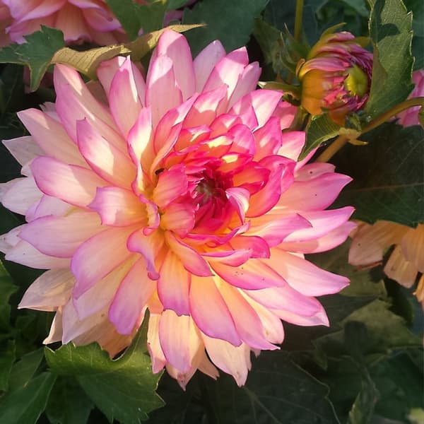Dahlialökar - Sæt om 3 - Dahlia 'Labyrinth', 'Labyrint Twotone' - Blomlökar