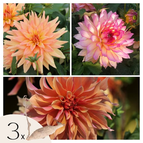 Dahlialökar - Sæt om 3 - Dahlia 'Labyrinth', 'Labyrint Twotone' - Blomlökar