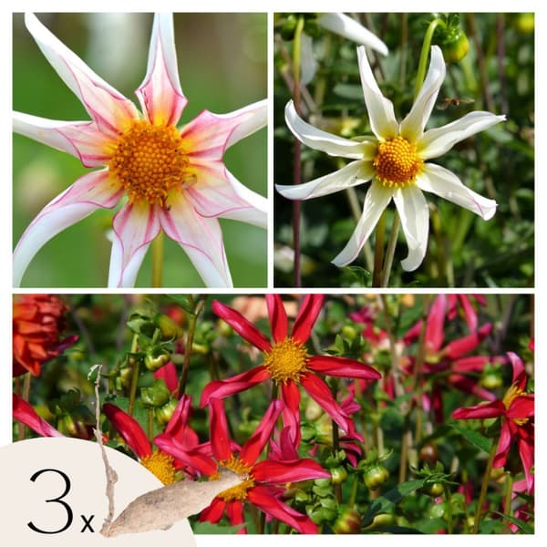 Dahlialökar - Sæt om 3 - Dahlia 'Honka Dark', 'Honka Fragile' - Blomlökar