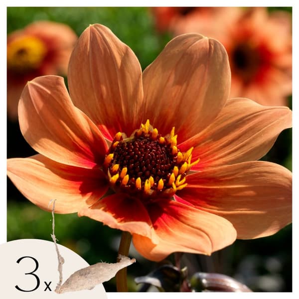 Dahlia-knolde - Sæt med 3 - 'Happy Single First Love' - Jordstængler - Orange