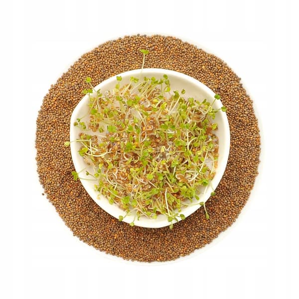 Rucola - siemenet versoille - 100 g