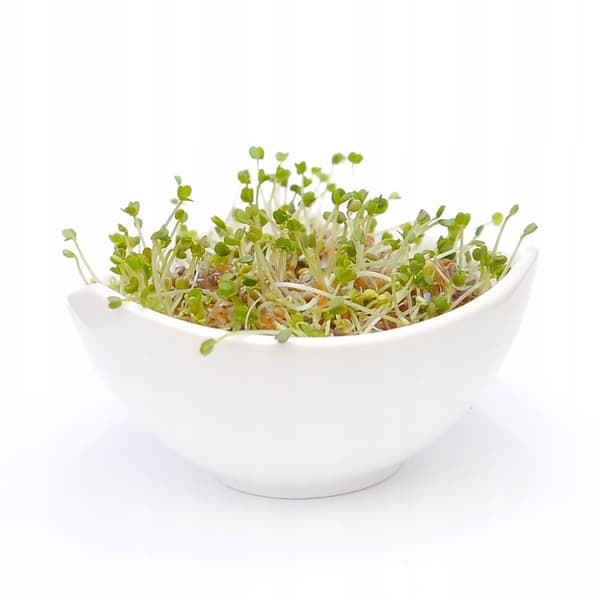 Ruccola - frön för groddar - 250g