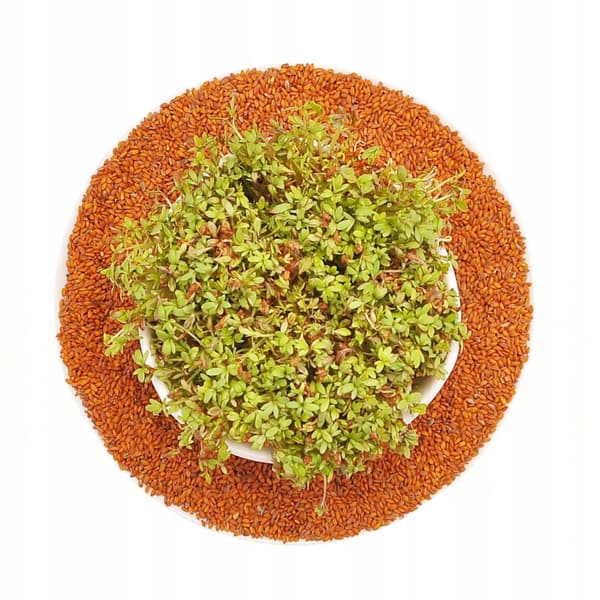 Krassi - siemenet versoille - 100 g
