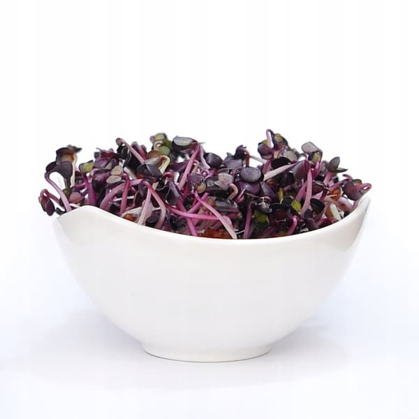 Röd Lila rädisa - frön för groddar 250g
