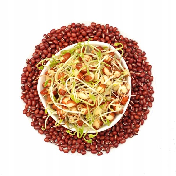 Adzukibönor - 500g frön för groddar