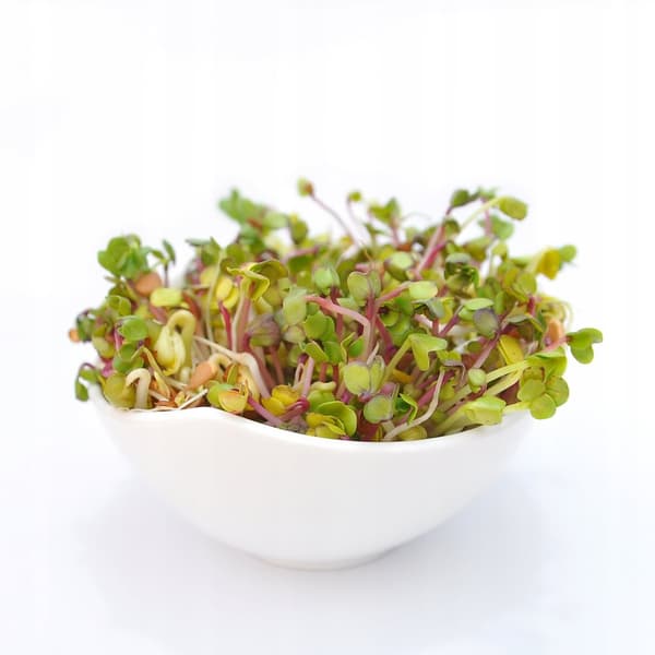 Krydret blanding - 250g Frø til spirer