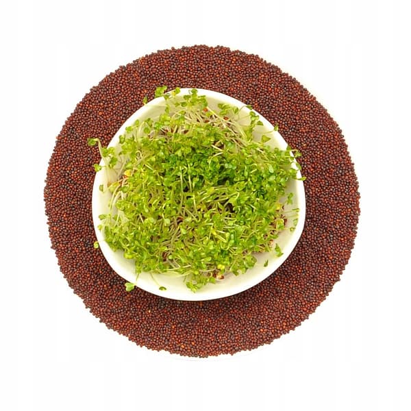 BROCCOLI spirer frø til spirer 500g