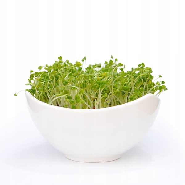 BROCCOLI spirer frø til spirer 250g