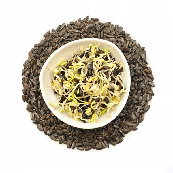 Auringonkukka - siemenet versoille - 500 g