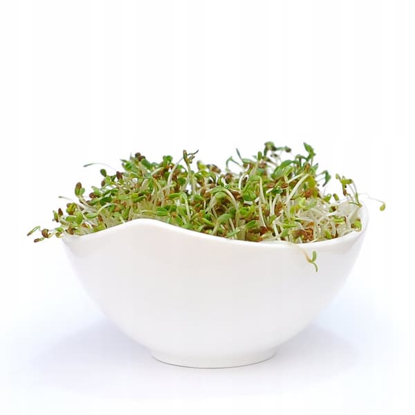 Groddar - Alfalfa Alfalfa - 250g Frön för groddar