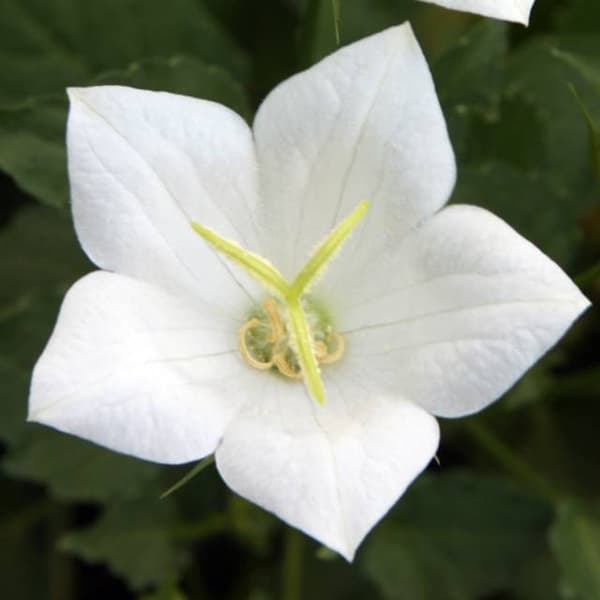 Platycodon Albus 1 kpl.