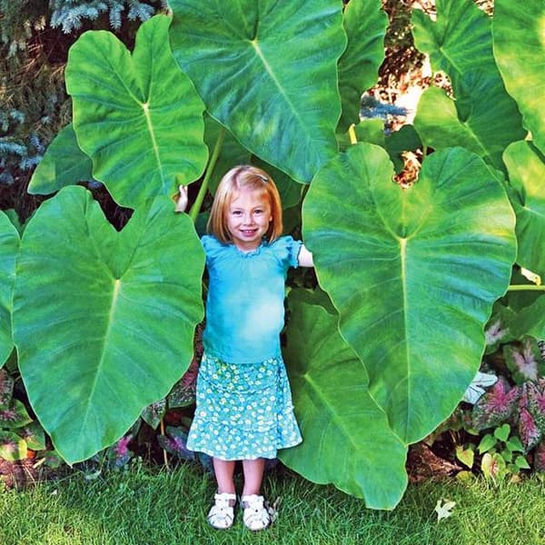 Colocasia esculenta Spiselig colocasia 1 stk.