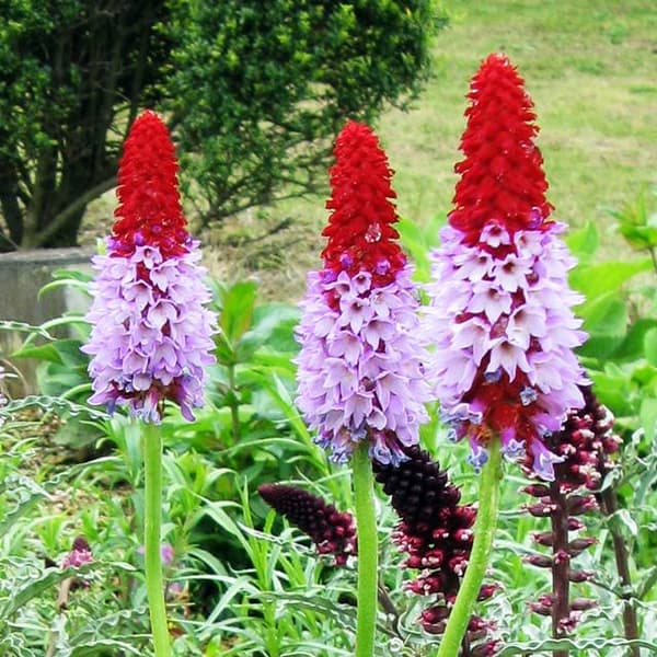 Primula vialii Viala primula 1 st.