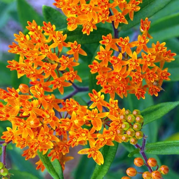 Asclepias tuberosa Knollväxt 1 st.