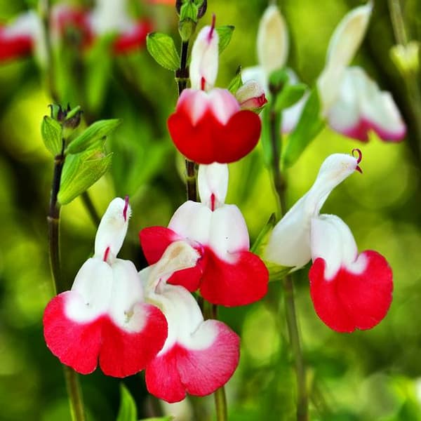 Salvia- ja huulivoide 1 kpl.