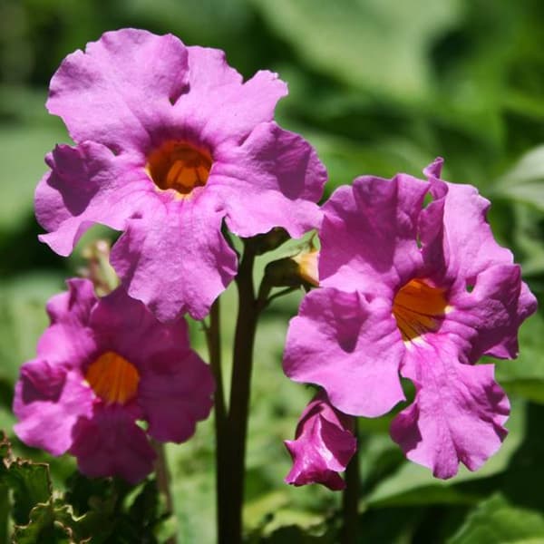 Incarvillea Incarvillea Delavaya pink 1 stk.