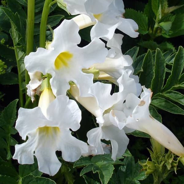 Incarvillea Incarvillea Snowtop valkoinen 1 kpl.