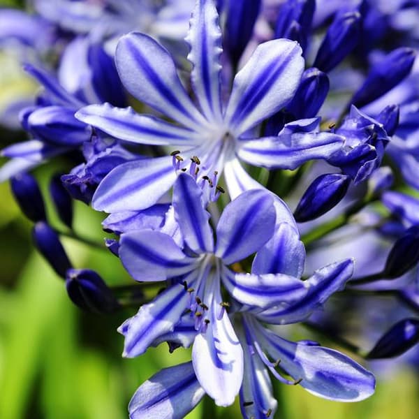 Agapanthus Afrikansk blå agapanthus 1 stk.