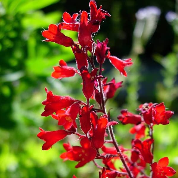 Heuchera americana Heuchera americana 1 kpl.