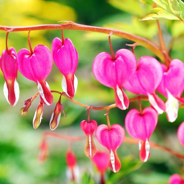 Dicentra Hjerter mauve 1 stk.