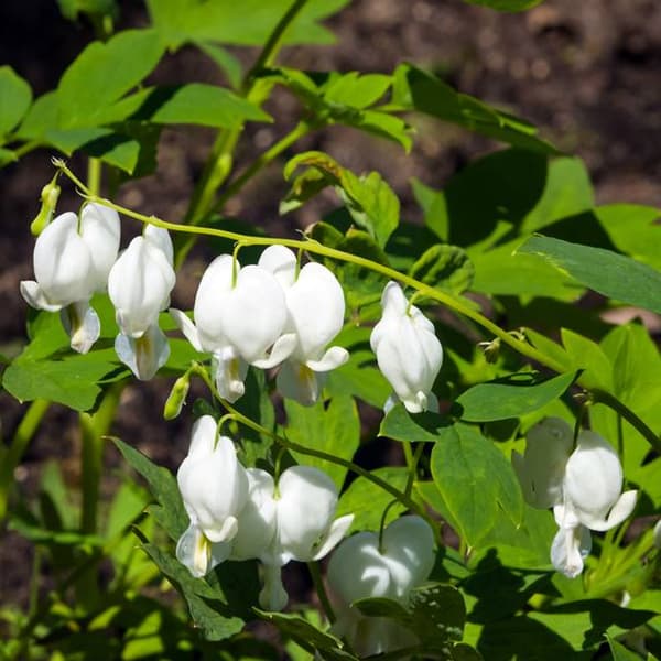 Dicentra Alba Hjärtan vita 1 st.