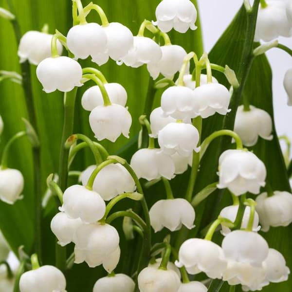 Convallaria majalis Hvid liljekonval 1 stk.