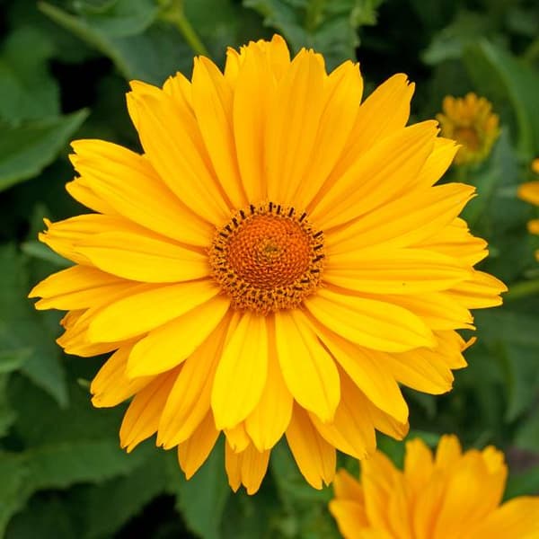 Heliopsis Paniksolsikke 1 stk.