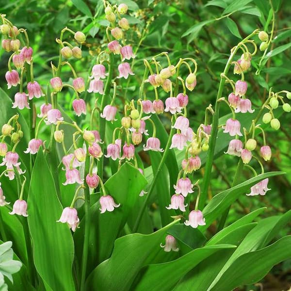 Convallaria majalis Kielo vaaleanpunainen 1 kpl.