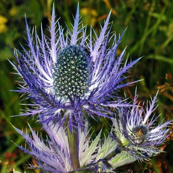Eryngium alpinum Alpine Eryngium 1 kpl.