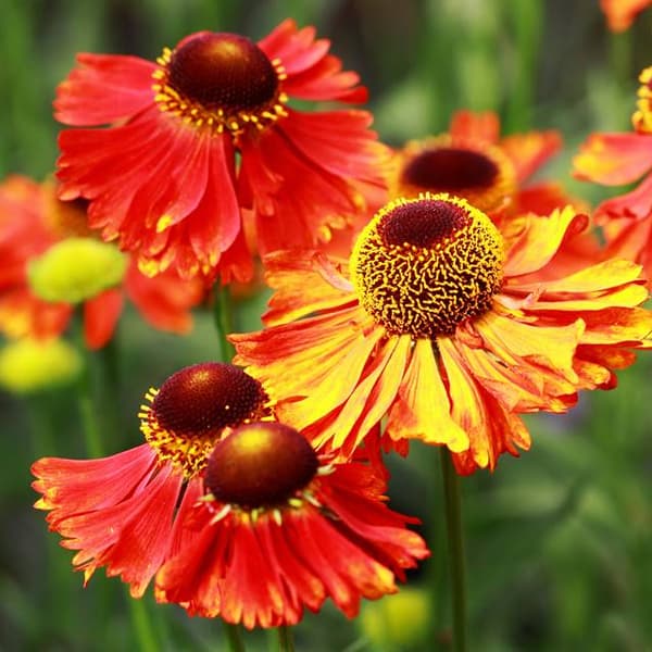 Helenium Split Hot Lava 1 st.