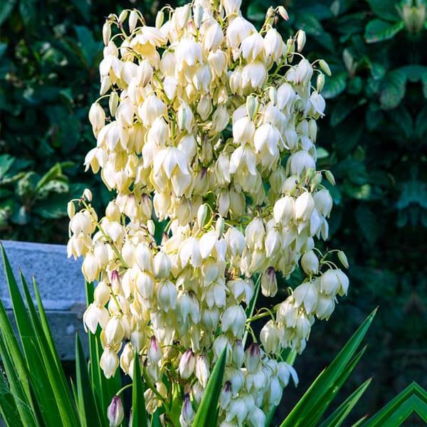 Yucca Filamentosa Carolina Yucca 1 st.
