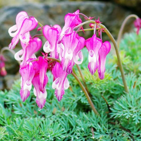 Dicentra Luxuriant Hybrid Hjerter 1 stk.