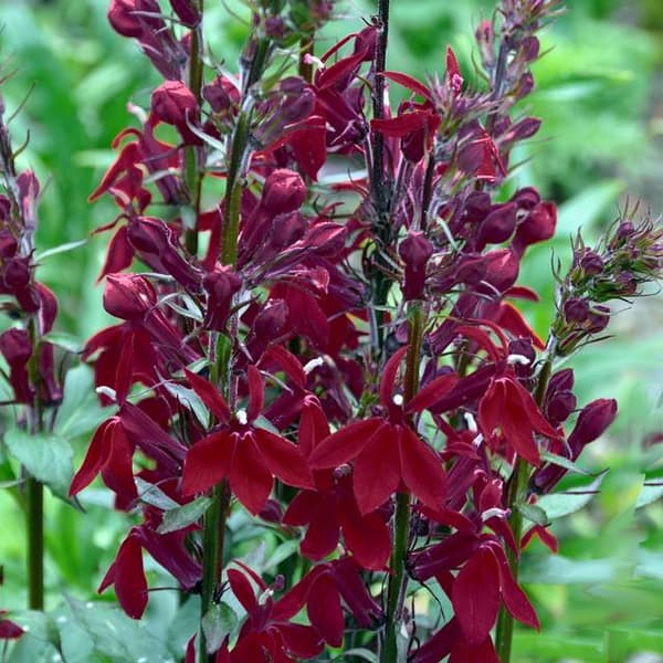 Lobelia cardinalis Crimson Princess 1 kpl.