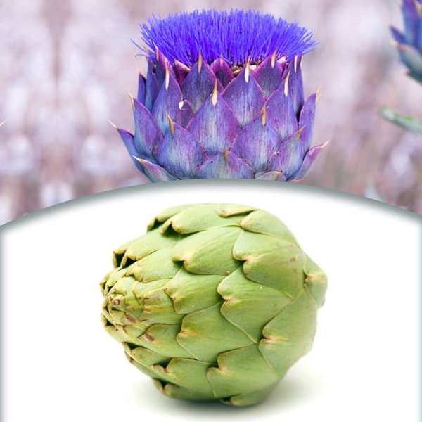 Cynara scolymus Almindelig artiskok 1 stk.
