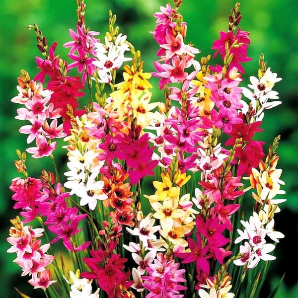 Ixia Ixia haveblanding 100 stk.