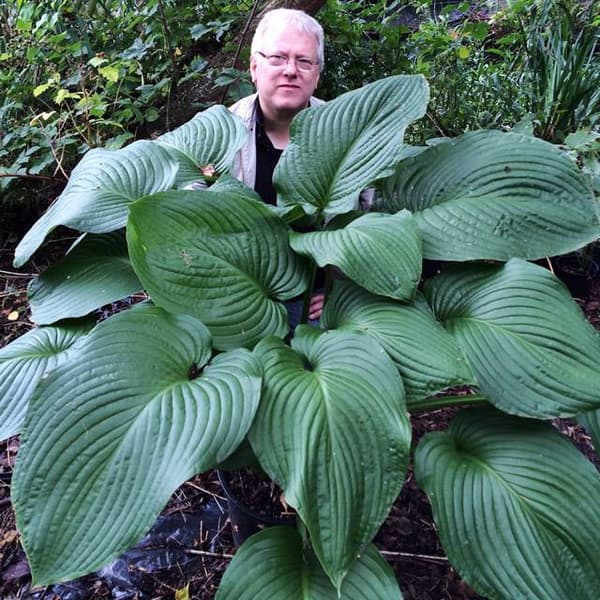 Hosta Funkia T-Rex 1 kpl. - Valtava -