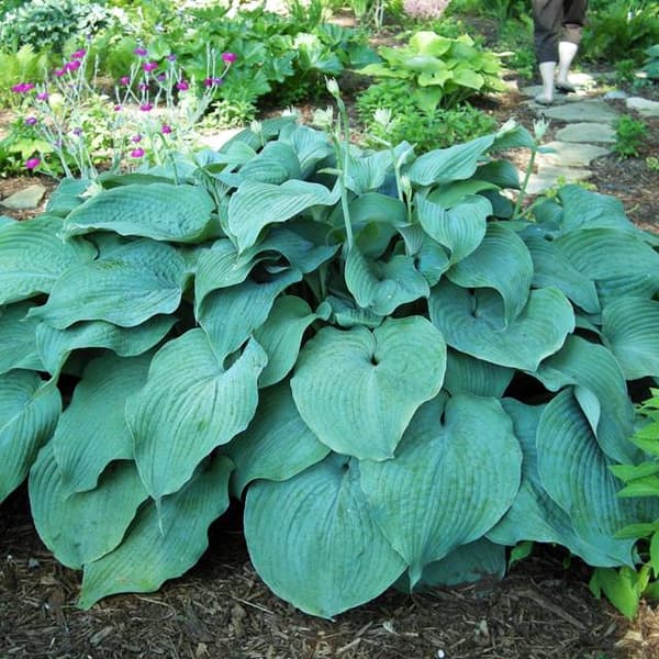 Hosta Funkia Blue Mammoth 1 kpl. - Valtava -
