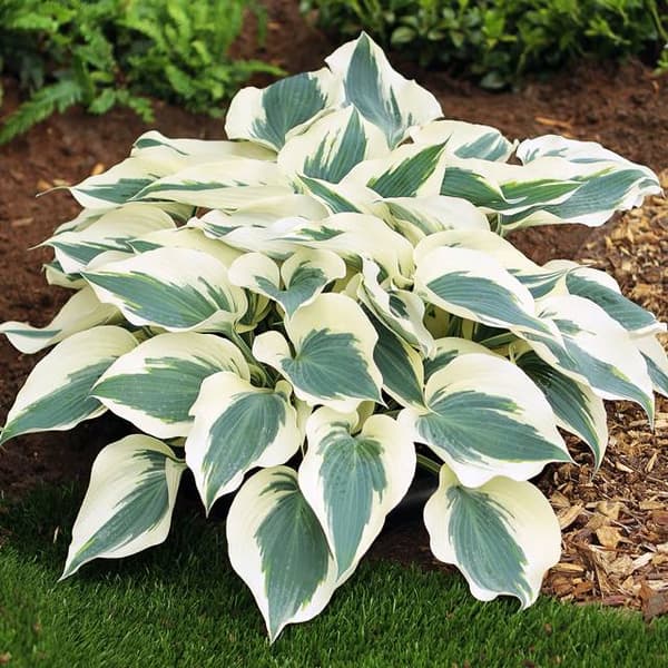 Hosta Funkia Firn Line 1 st.