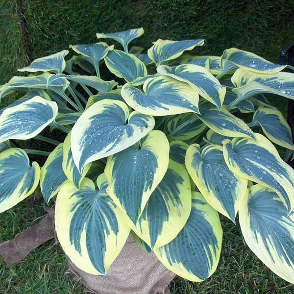 Hosta Funkia First Frost 1 kpl.