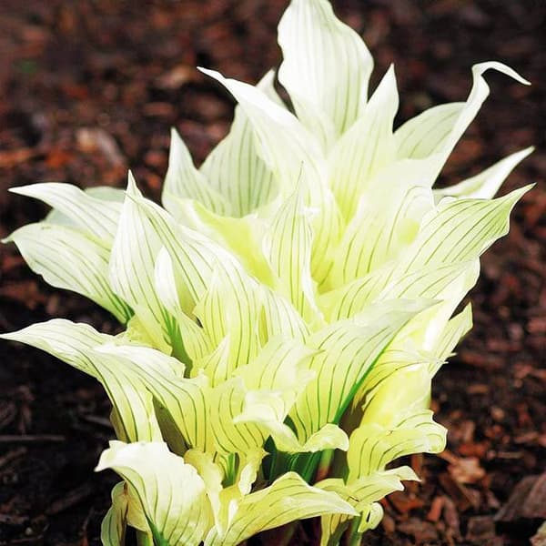 Hosta Funkia Vit fjäder 1 st.