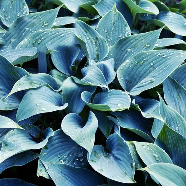 Hosta Funkia Halcyon 1 st.