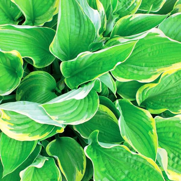Hosta Funkia Aureomarginata 1 st.