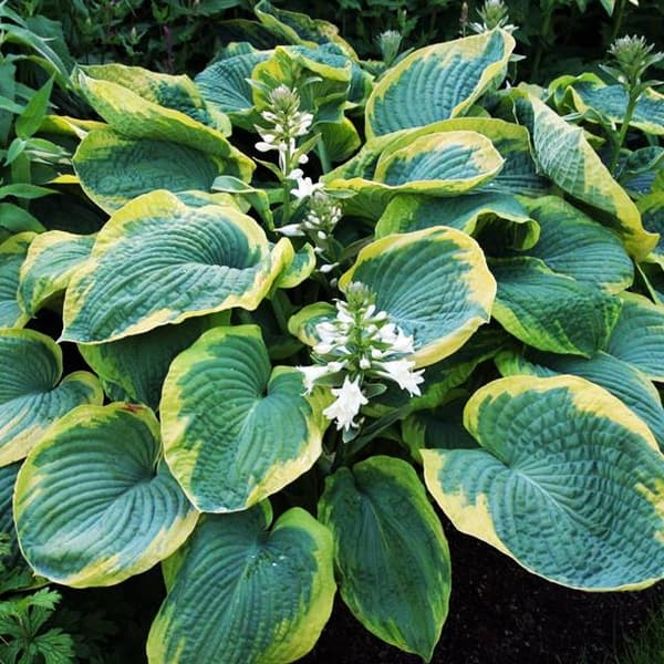 Hosta Funkia Frances Williams 1 st.