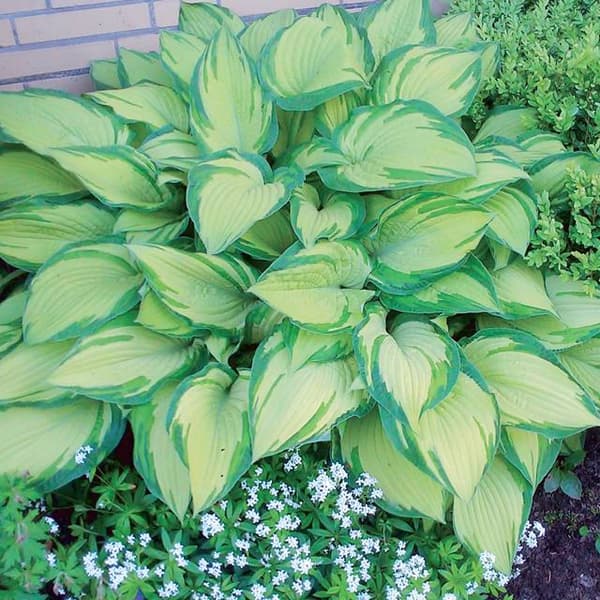 Hosta Funkia Albopicta 1 st.