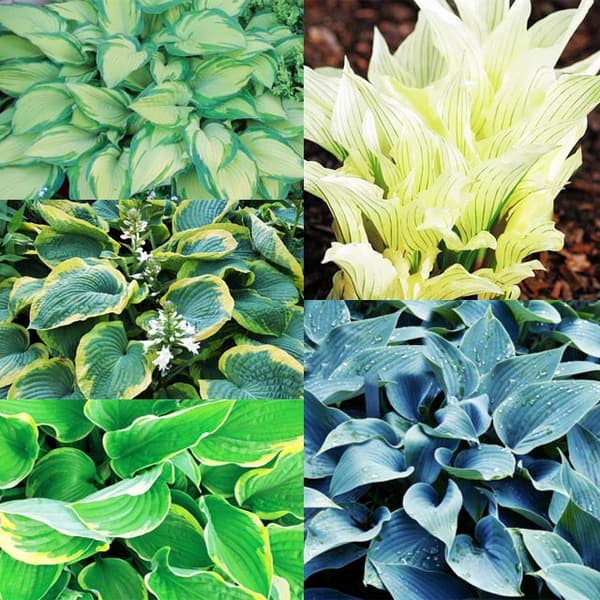 Hosta-setti Puutarha Hostat 5 kpl.