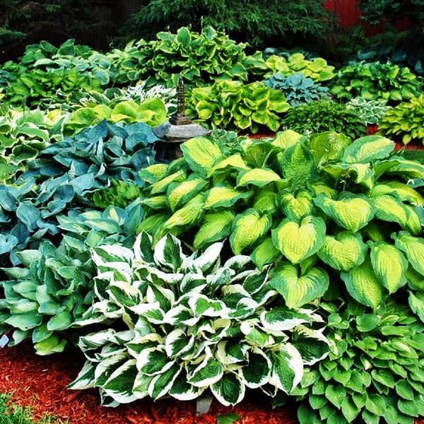 Hosta Funkia -puutarhasekoitus 5 kpl.